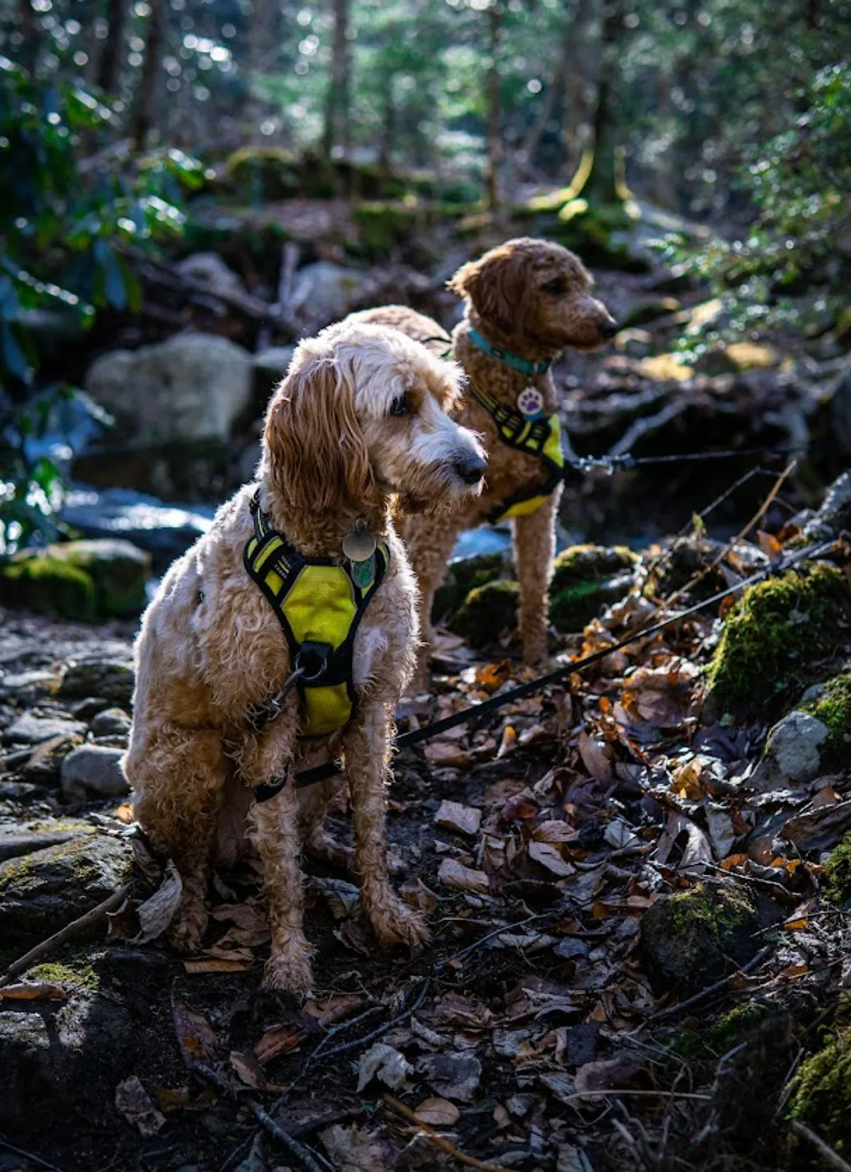 Two dogs in harnesses explore a lush, green path with a gentle stream in the background. The natural setting is vibrant and inviting, signaling a family- and pet-friendly environment close to nature.