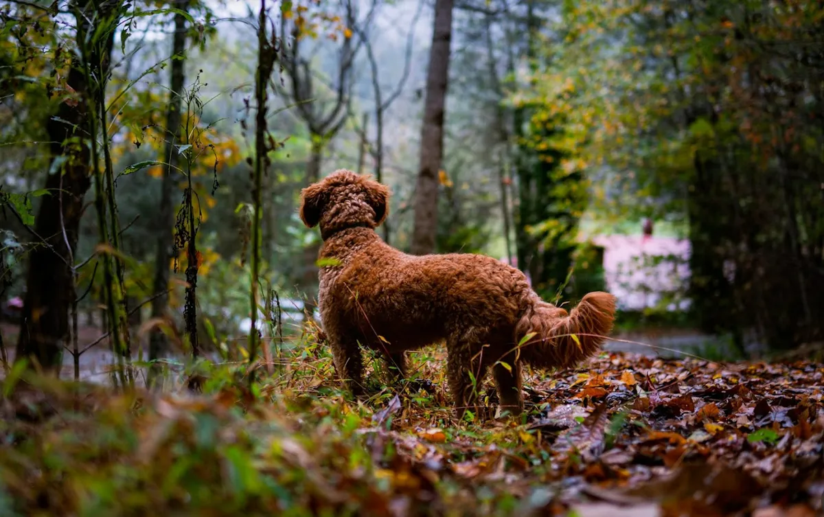 A serene exterior scene featuring a dog walking along a leaf-strewn pathway, surrounded by trees. The image conveys a peaceful, pet-friendly environment perfect for nature strolls and group adventures, with a clear nod to inclusivity for furry companions.
