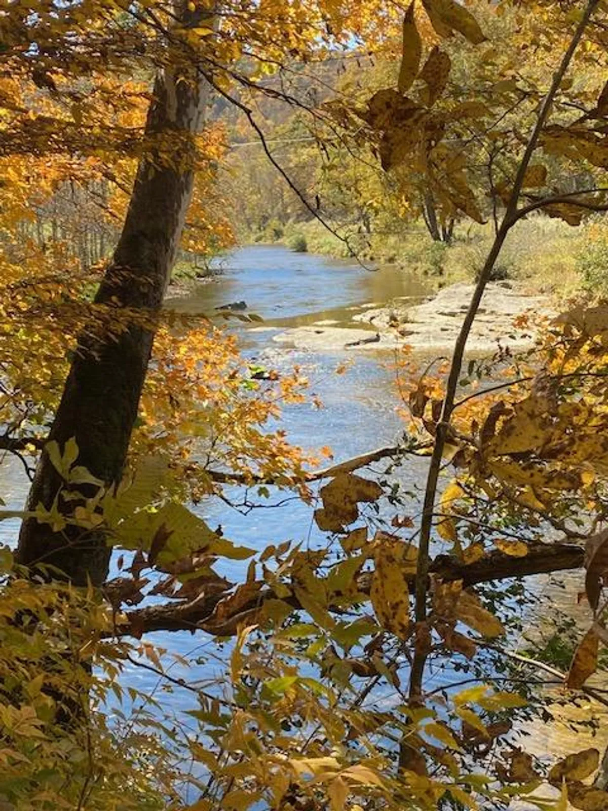 A wide, flowing river flanked by vibrant autumn foliage and gentle, distant hills. The scene is peaceful and inviting, showcasing the beauty of the area during the fall season and highlighting opportunities for hiking and wildlife observation.